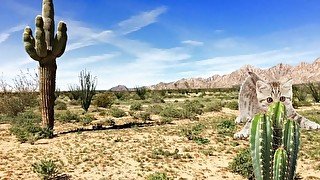 El gato que se perdió en el desierto