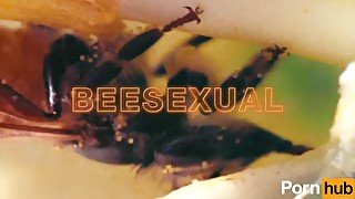 video video of bees