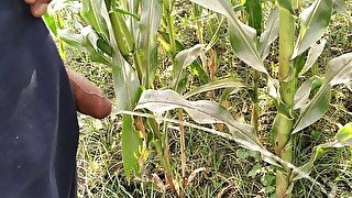 Big cock pissing in corn field