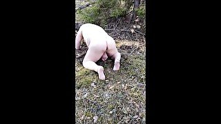 Ass spreading in forest