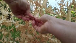 Pretty Hands Cracking Open Dried Peas, ASMR Muse, SFW