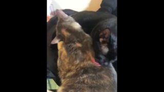 Soft and tender pussy licking (very cute)