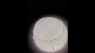 Watching sperm with a microscope(x500)!