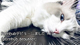 足元でセクシーな猫が寝ていました