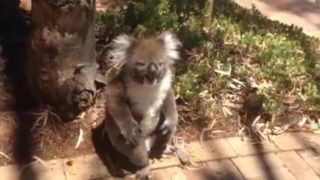 koala gets pushed out of tree :(