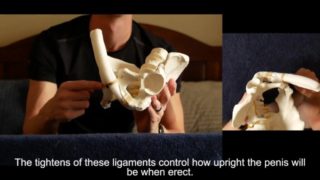 Penis Ligaments and Erection Angle: Prop demonstration stretching explained