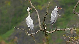 Grey Heron - Animals of the Earth - Let's save the animals
